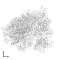 Large ribosomal subunit protein eL29 in PDB entry 6olg, assembly 1, front view.