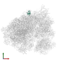 Large ribosomal subunit protein eL38 in PDB entry 6olg, assembly 1, front view.