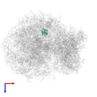 Large ribosomal subunit protein eL38 in PDB entry 6olg, assembly 1, top view.