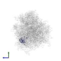 Large ribosomal subunit protein uL3 in PDB entry 6oli, assembly 1, side view.