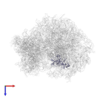 Large ribosomal subunit protein uL3 in PDB entry 6oli, assembly 1, top view.