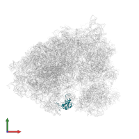 Large ribosomal subunit protein uL5 in PDB entry 6olz, assembly 1, front view.
