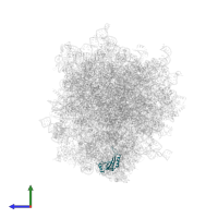Large ribosomal subunit protein uL5 in PDB entry 6olz, assembly 1, side view.