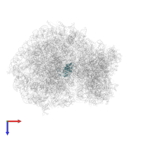 Large ribosomal subunit protein uL5 in PDB entry 6olz, assembly 1, top view.