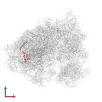 Large ribosomal subunit protein eL14 in PDB entry 6olz, assembly 1, front view.