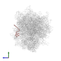 Large ribosomal subunit protein eL14 in PDB entry 6olz, assembly 1, side view.