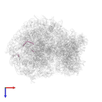 Large ribosomal subunit protein eL29 in PDB entry 6olz, assembly 1, top view.