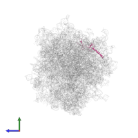 Large ribosomal subunit protein eL34 in PDB entry 6olz, assembly 1, side view.