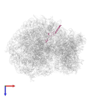 Large ribosomal subunit protein eL34 in PDB entry 6olz, assembly 1, top view.