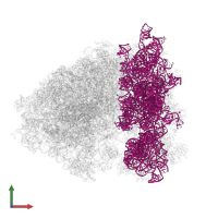 18S Ribosomal RNA in PDB entry 6olz, assembly 1, front view.