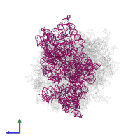 18S Ribosomal RNA in PDB entry 6olz, assembly 1, side view.