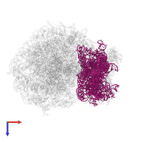 18S Ribosomal RNA in PDB entry 6olz, assembly 1, top view.