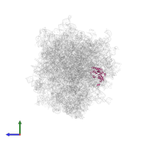 Small ribosomal subunit protein eS1 in PDB entry 6olz, assembly 1, side view.