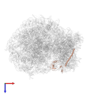 Small ribosomal subunit protein eS6 in PDB entry 6olz, assembly 1, top view.