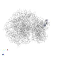 Small ribosomal subunit protein eS17 in PDB entry 6olz, assembly 1, top view.