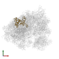 5.8S ribosomal RNA in PDB entry 6olz, assembly 1, front view.