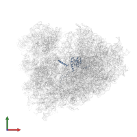 Large ribosomal subunit protein eL8 in PDB entry 6om0, assembly 1, front view.