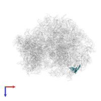 Large ribosomal subunit protein eL14 in PDB entry 6om0, assembly 1, top view.