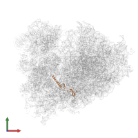 Large ribosomal subunit protein eL34 in PDB entry 6om0, assembly 1, front view.