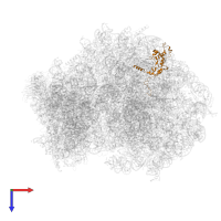 Large ribosomal subunit protein eL13 in PDB entry 6om7, assembly 1, top view.