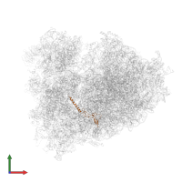 Large ribosomal subunit protein eL34 in PDB entry 6om7, assembly 1, front view.