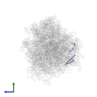 Large ribosomal subunit protein uL29 in PDB entry 6om7, assembly 1, side view.