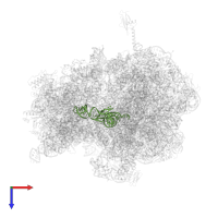P-site tRNAfMet in PDB entry 6ope, assembly 1, top view.