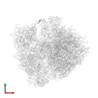 Large ribosomal subunit protein bL31 in PDB entry 6ope, assembly 1, front view.