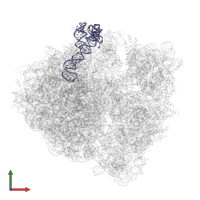 5S ribosomal RNA in PDB entry 6ore, assembly 1, front view.