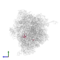 Small ribosomal subunit protein uS12 in PDB entry 6osi, assembly 2, side view.