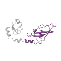 The deposited structure of PDB entry 6osq contains 1 copy of Pfam domain PF03948 (Ribosomal protein L9, C-terminal domain) in Large ribosomal subunit protein bL9. Showing 1 copy in chain K [auth G].