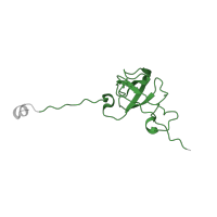 The deposited structure of PDB entry 6osq contains 1 copy of Pfam domain PF00164 (Ribosomal protein S12/S23) in Small ribosomal subunit protein uS12. Showing 1 copy in chain SA [auth q].