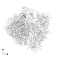 Large ribosomal subunit protein bL33 in PDB entry 6osq, assembly 1, front view.