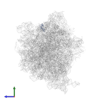 Large ribosomal subunit protein bL33 in PDB entry 6osq, assembly 1, side view.