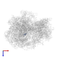 Large ribosomal subunit protein bL33 in PDB entry 6osq, assembly 1, top view.