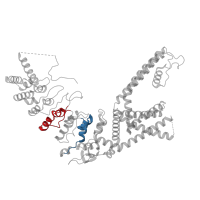 The deposited structure of PDB entry 6ot2 contains 8 copies of Pfam domain PF00023 (Ankyrin repeat) in Transient receptor potential cation channel subfamily V member 3. Showing 2 copies in chain A.