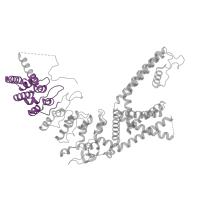 The deposited structure of PDB entry 6ot2 contains 4 copies of Pfam domain PF12796 (Ankyrin repeats (3 copies)) in Transient receptor potential cation channel subfamily V member 3. Showing 1 copy in chain A.