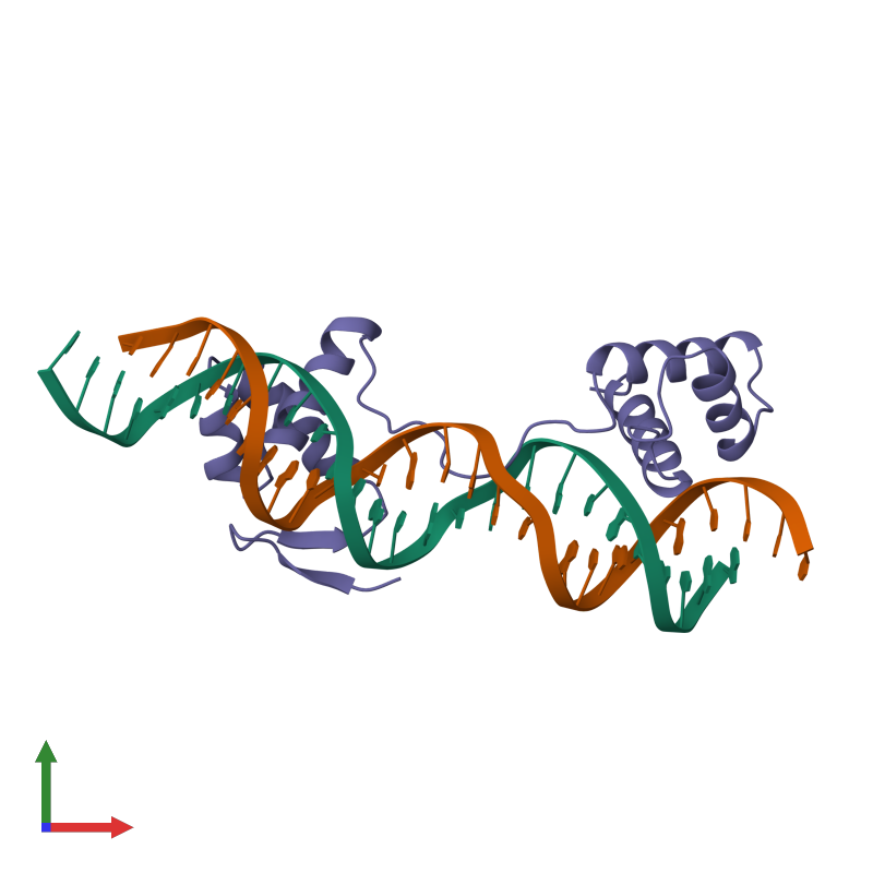 <div class='caption-body'><ul class ='image_legend_ul'>The deposited structure of PDB entry 6pax coloured by chemically distinct molecules and viewed from the front. The entry contains: <li class ='image_legend_li'>1 copy of 26 NUCLEOTIDE DNA</li> <li class ='image_legend_li'>1 copy of 26 NUCLEOTIDE DNA</li> <li class ='image_legend_li'>1 copy of HOMEOBOX PROTEIN PAX-6</li><li class ='image_legend_li'>[]</li></ul></li></ul></li></div>