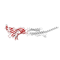 The deposited structure of PDB entry 6pv8 contains 2 copies of Pfam domain PF02931 (Neurotransmitter-gated ion-channel ligand binding domain) in Neuronal acetylcholine receptor subunit alpha-3. Showing 1 copy in chain A.