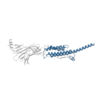 The deposited structure of PDB entry 6pv8 contains 2 copies of Pfam domain PF02932 (Neurotransmitter-gated ion-channel transmembrane region) in Neuronal acetylcholine receptor subunit alpha-3. Showing 1 copy in chain A.