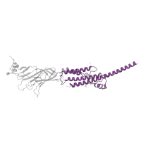 The deposited structure of PDB entry 6pv8 contains 3 copies of Pfam domain PF02932 (Neurotransmitter-gated ion-channel transmembrane region) in Neuronal acetylcholine receptor subunit beta-4. Showing 1 copy in chain B.