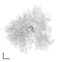 Large ribosomal subunit protein uL2A in PDB entry 6q8y, assembly 1, front view.