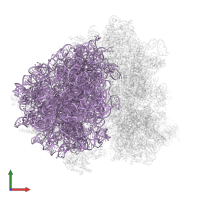 25S ribosomal RNA in PDB entry 6q8y, assembly 1, front view.