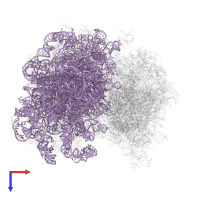 25S ribosomal RNA in PDB entry 6q8y, assembly 1, top view.