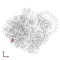 Large ribosomal subunit protein uL23 in PDB entry 6q98, assembly 1, front view.