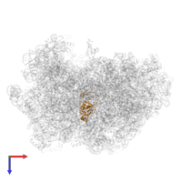Large ribosomal subunit protein uL15 in PDB entry 6qt0, assembly 1, top view.