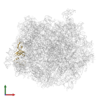 Large ribosomal subunit protein eL20A in PDB entry 6qt0, assembly 1, front view.