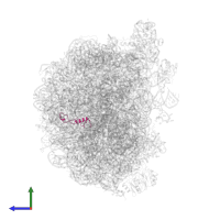 Large ribosomal subunit protein eL39 in PDB entry 6qt0, assembly 1, side view.