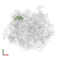 Large ribosomal subunit protein uL5A in PDB entry 6qt0, assembly 1, front view.