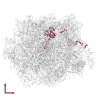 Large ribosomal subunit protein uL4A in PDB entry 6qtz, assembly 1, front view.